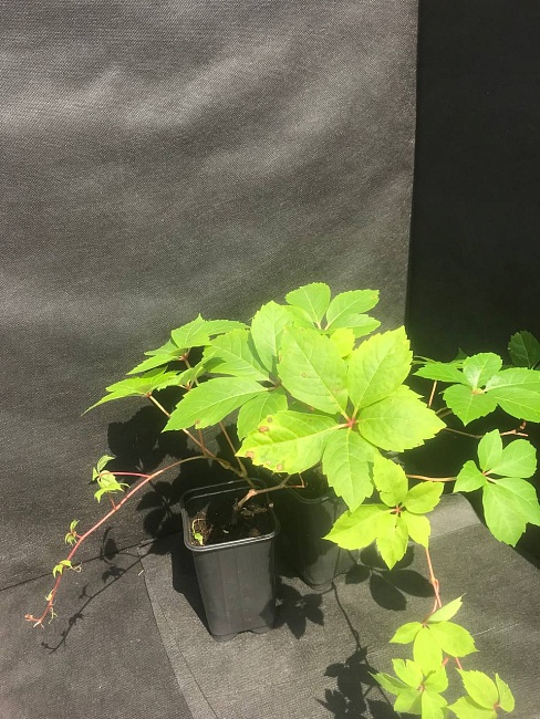 Виноград девичий 1 шт Р9